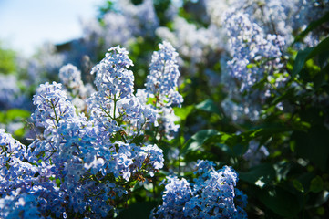 Spring branch of blossoming lilac