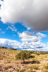 FIELD LANDSCAPE WITH TREE AND WHITE CLOUDS ON BLUE SKY IN THE WEST OF SPAIN