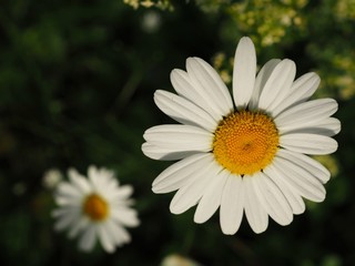 daisy in the grass