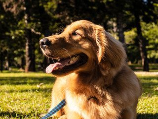 Cachorro - Golden Retriever