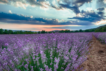 Fototapeta na wymiar Intense purple lavender field оverwhelmed with blooming bushes grown for cosmetic purposes. Sunset time with sky filled with cumulus clouds and rays sunlight. near Burgas, Bulgaria.
