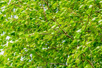 Birch foliage background