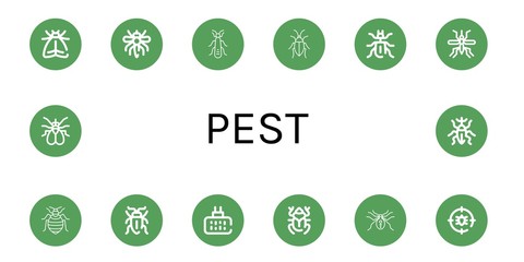 Set of pest icons such as Moth, Mosquito, Stonefly, Cockroach, Beetle, Bed bug, Sap beetle, Mosquito repellent, Spider, Anti bug, Fly, Weevil , pest