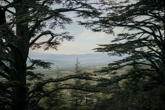 View of Provence among the trees
