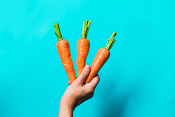 A bunch of fresh carrots in hand on blue background.