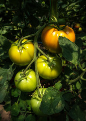 fresh tomatoes on the vine
