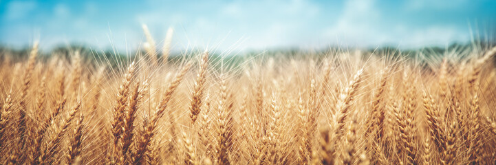 Banner Of Ripe Golden Wheat With Vintage Effect, Clouds And Blue Sky - Harvest Time Concept - obrazy, fototapety, plakaty