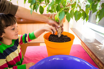 Replanting home flowers.