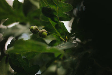Green oak acorn on a blurred dark background of foliage
