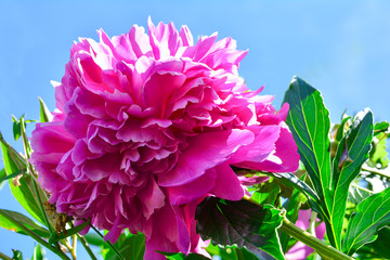 Pink Peony in the garden. Bokeh Pink Peony in the garden with green blurred background. One big pink peony flower close-up on open nature background, blurred.