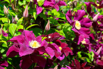 Dark purple clematis flowers close-up blooming in summer garden in sunny day