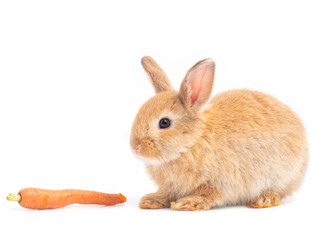 Red-brown cute baby rabbit eating baby carrots. Lovely action of young rabbit on white background.