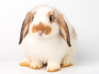 White cute young rabbit on white background. Lovely action of young rabbit.