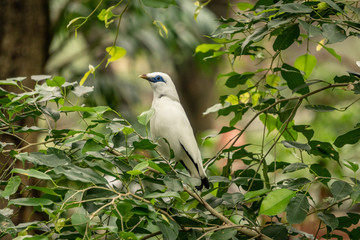 Tropical birds