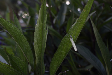 White butterfly