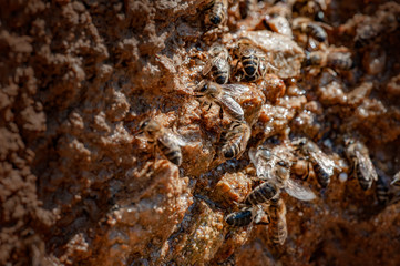 honey bees drinking water on rock in hot summer - bees - (Apis mellifera) close up