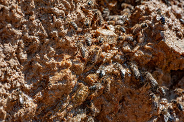 honey bees drinking water on rock in hot summer - bees - (Apis mellifera) close up