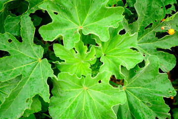 Closeup view of green leaf on blurred background