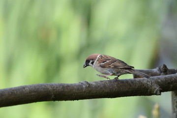 tree sparrow on a branch