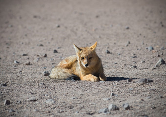 Wild Andean fox in desert Altiplano - Bolivia.