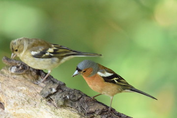 chaffinch on a tree