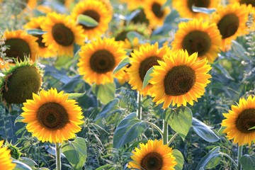 Fototapeta na wymiar Field with sunflowers in the vicinity of Varna (Bulgaria)