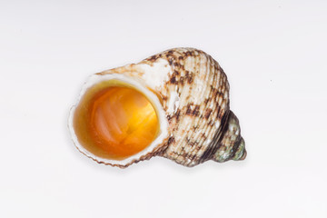 Sea Shell of a Marine Snail