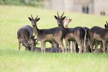 herd of deer
