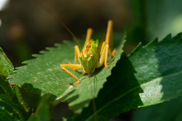 green grasshopper on green leaf
