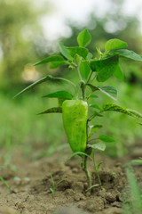 Green pepper on the bush. harvest. vegetables. garden