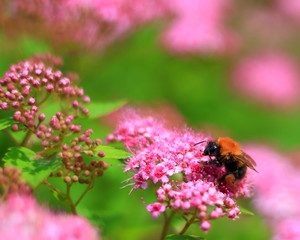Natural background with bumblebee collecting pollen from pink flowers of Spirea Japanese. Defocused floral background. Picturesque spring scene. Selective focus, Shallow DOF