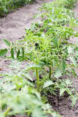 Plenty of tomatoes on the ground