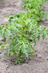 Growing tomatoes in the garden