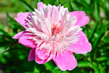 Obraz premium Pink Peony in the garden. Bokeh Pink Peony in the garden with green blurred background. One big pink peony flower close-up on open nature background, blurred.
