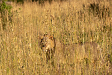 Fototapeta na wymiar a male lion walking through the Moremi Game Reserve and enjoying the sunrise