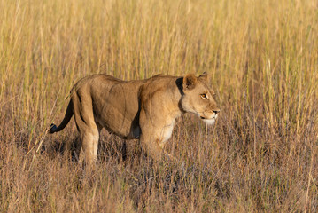 Fototapeta na wymiar a female lion walking through the Moremi Game Reserve and enjoying the sunrise