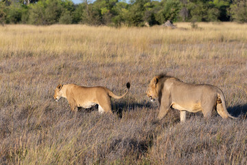 a couple of a male and a female lion walking through the Moremi Game Reserve and enjoying the sunrise