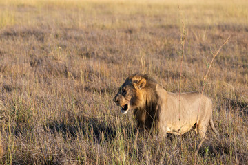 a male lion walking through the Moremi Game Reserve and enjoying the sunrise