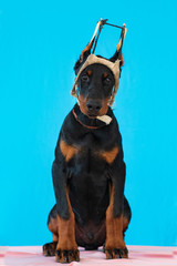 Doberman posing in a  puppy