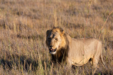 Fototapeta na wymiar a male lion walking through the Moremi Game Reserve and enjoying the sunrise