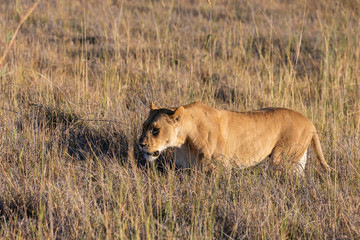 a female lion walking through the Moremi Game Reserve and enjoying the sunrise