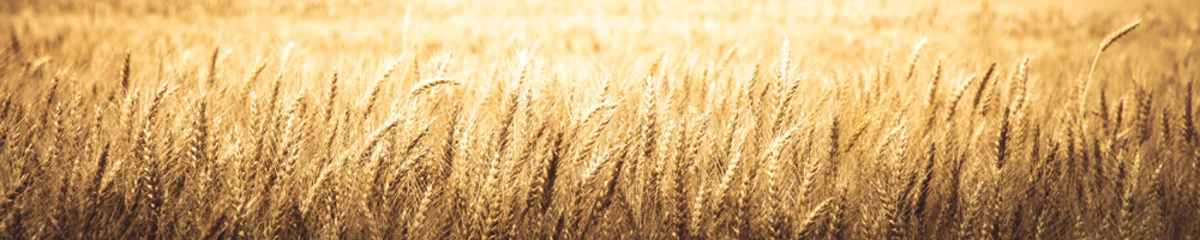 Natürlicher Hintergrund, Spruchbaender, Von, Reifer, Goldener, Weizen, -, Erntezeit, Concept © Philip Steury