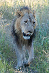 a male lion walking through the Moremi Game Reserve and enjoying the sunrise