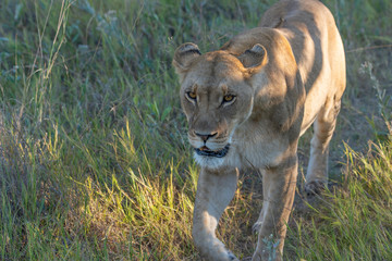 a female lion walking through the Moremi Game Reserve and enjoying the sunrise