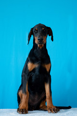 Doberman posing in a  puppy