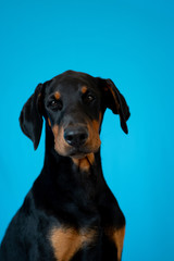 Doberman posing in a  puppy