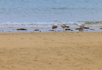 disclaimer of seagulls