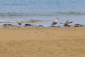 disclaimer of seagulls