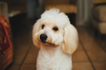 dog in front of a background