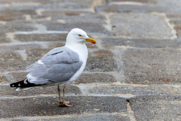 lonely seagull on the ground
